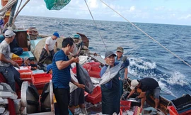 Lý do một ngư dân cứ ra khơi là thu về tiền tỷ 