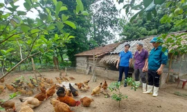 Gà Lạc Sơn, lợn Khùa được bảo tồn nguồn gen 