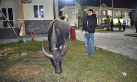 Võ Thành Quang và tang vật vụ án