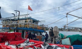 Tàu cá ngư dân cập bến