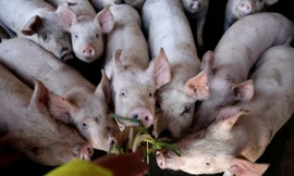 Hàn Quốc đã giết 150.000 con lợn tại 94 trang trại để ngăn dịch tả lợn châu Phi lan rộng. (Ảnh: AP)