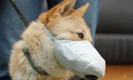 Một chú chó được đeo khẩu trang để đi dạo ngoài trời. (Ảnh: Reuters)