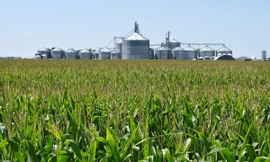 Một cánh đồng ngô ở Mỹ. (Ảnh: Reuters)