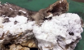 Hình ảnh chú mèo tội nghiệp khi được phát hiện. (Ảnh: AP)