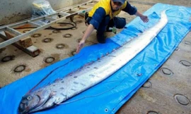 Nhiều ‘rồng biển’ dạt bờ, dân Nhật lo sóng thần sắp ập tới