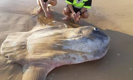 Hình ảnh con cá Thái dương dạt vào bờ biển Úc. (Ảnh: Jacob Jones)