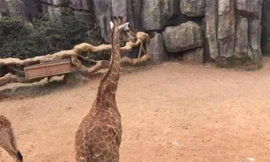 Số tiền bị ném vào chuồng hươu hôm 16/4. (Ảnh: SCMP)