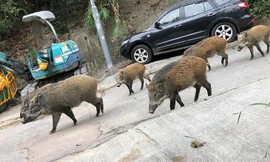 Một đàn lợn rừng lang thang trên phố ở Hong Kong. (Ảnh: CNN)