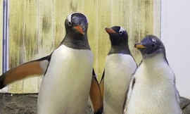 Gia đình chim cánh cụt Sphen và Magic. (Ảnh: CNN)