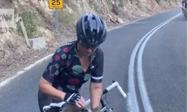 Gấu túi xin nước người đi đường