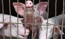 Trung Quốc vật lộn với cuộc khủng hoảng thiếu thịt lợn