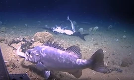 Khoảnh khắc cá mập bị cá vược phục kích, nuốt chửng 