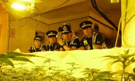 Một vườn cần sa bị cảnh sát Anh phát hiện. (Ảnh: Volteface