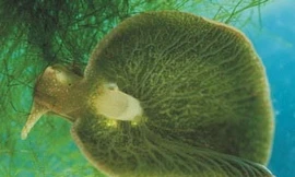 Tìm ra phương pháp mới giúp xóa ký ức đau khổ