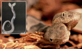 Phát hiện rắn độc hai đầu cực hiếm tại Mỹ