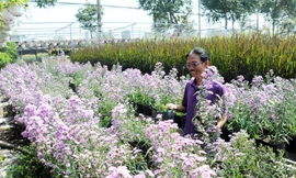 Lão nông 70 tuổi thích trồng hoa kiểng màu tím, thu tiền tỷ