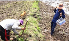 Săn chuột đồng kiếm tiền triệu mỗi ngày.