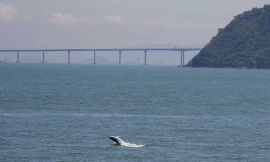 Một con cá heo nhảy lên khỏi mặt nước trước cầu Hồng Kông - Chu Hải - Macau. Ảnh: Bobby Yip