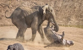 Rất may, hai mẹ con hà mã đều an toàn sau cuộc chiến.