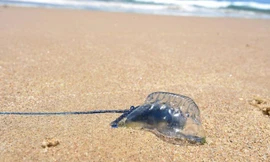 Một sinh vật có tên địa phương là Bluebottles. Ảnh: Twitter.