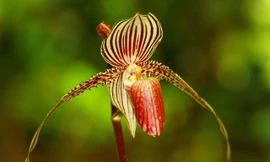 Loài hoa lan 15 năm mới nở một lần, 136 triệu đồng/cây