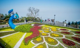 Xuân ngất ngây ở 'xứ hoa nở trong mây' Bà Nà