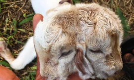 Hai đầu của dê con dính vào nhau ở phần thân đầu