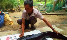 Con cá trê nặng 12 kg do ông Cơi bắt được. Ảnh: Văn Bình.