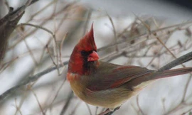 Con chim hồng y kì lạ được chụp lại với ngoại hình nửa đực, nửa cái.