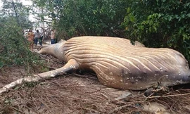Một con cá voi lưng gù đã chết được tìm thấy trong khu rừng trên đảo Marajó của Amazon, gần đô thị Soure, vào ngaỳ 23/2.. Ảnh: Sputnik