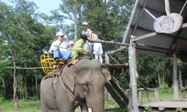 Du khách lắc lư trên lưng chú Voi hiền lành.