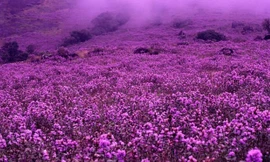 Neelakurinji, loài hoa hiếm chỉ nở 12 năm một lần ở Ấn Độ