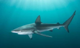 Cá mập xám xuất hiện ở ven bờ biển của Israel