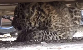 Một con báo tuyết nằm trong gầm một chiếc ô tô nằm trong bãi đậu.