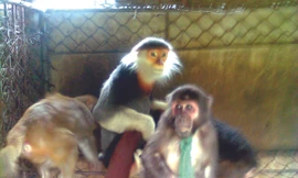 Thịt khỉ rẻ hơn thịt lợn