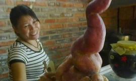 Kỳ lạ củ khoai nặng bằng trẻ sơ sinh, có hình hồ lô