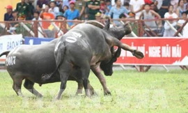 Cục Văn hoá cơ sở đề xuất xem xét lại hồ sơ khoa học, đưa ra khỏi danh mục di sản văn hoá phi vật thể quốc gia