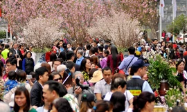 Hoa anh đào Nhật Bản sẽ khoe sắc tại khu vực Vườn hoa tượng đài Lý Thái Tổ