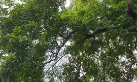 Cây thị hơn 900 tuổi được công nhận cây di sản