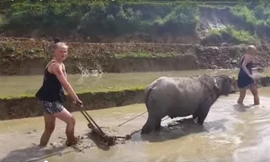 Cho Tây trải nghiệm làm nông dân là một sản phẩm mới phát triển gần đây ở phía Bắc