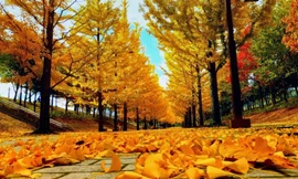 Hàn Quốc phải thay đổi chính sách cấp thị thực 5 năm vì người Việt cư trú bất hợp pháp gia tăng