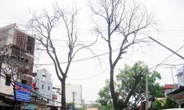 Hà Nội: Nhiều cây nghiêng, cây chết chờ đổ