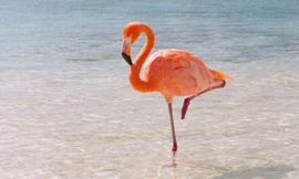 Chim hồng hạc là loài chim lớn 'thích' đứng bằng 1 chân.