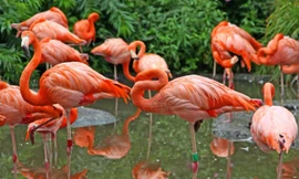 1001 thắc mắc: Vì sao sữa chim hồng hạc có màu đỏ như máu?