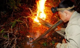 Ngón nghề độc dị của ông trùm săn “ong tử thần”