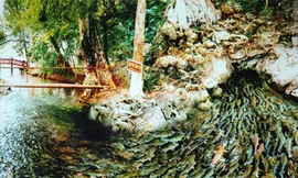 Bí ẩn suối cá thần Cẩm Lương nhiều điều chưa thể lý giải