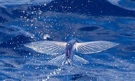 1001 thắc mắc: Làm thế nào cá chuồn biết bay