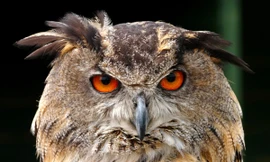 Chim cú có thể quay đầu đến 270 độ.