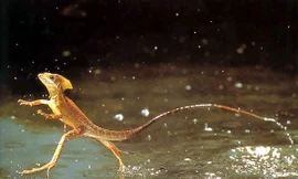 1001 thắc mắc: Kỳ lạ vì sao một số loài côn trùng đi lại băng băng trên nước?