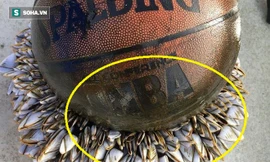 Kinh ngạc hàng trăm sinh vật "kỳ lạ" bám vào quả bóng